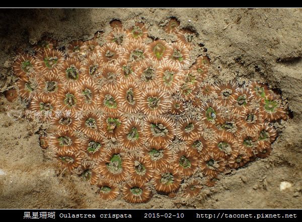 黑星珊瑚 Oulastrea crispata_06.jpg 黑星珊瑚 Oulastrea crispata_06.jpg