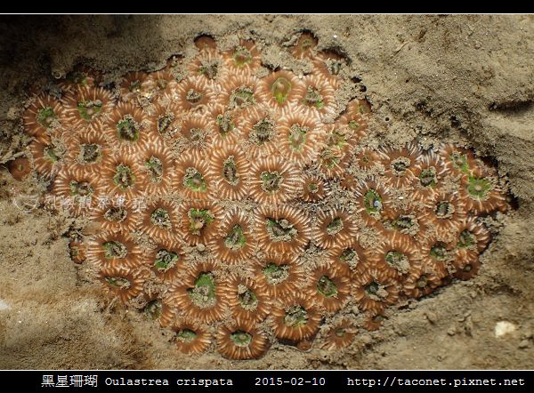 黑星珊瑚 Oulastrea crispata_06.jpg