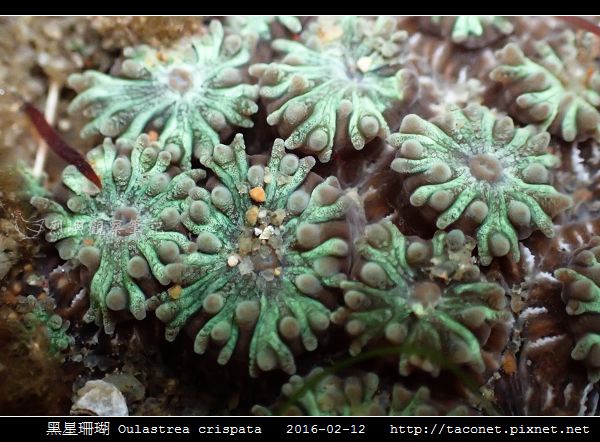 黑星珊瑚 Oulastrea crispata_09.jpg