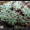 黑星珊瑚 Oulastrea crispata_09.jpg