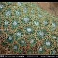 黑星珊瑚 Oulastrea crispata_12.jpg