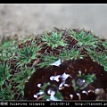 黑星珊瑚 Oulastrea crispata_17.jpg