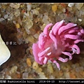 紅禾慶海蛞蝓 Hopkinsiella hiroi_03.jpg