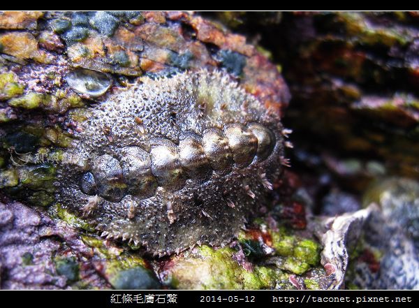 紅條毛膚石鱉 Acanthochiton rubrolineatus_02.jpg 紅條毛膚石鱉 Acanthochiton rubrolineatus_02.jpg