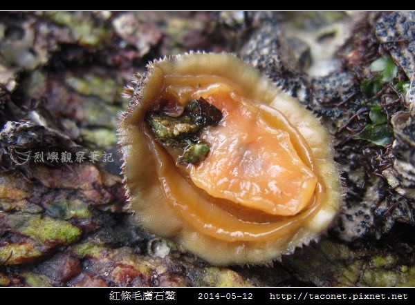 紅條毛膚石鱉 Acanthochiton rubrolineatus_03.jpg