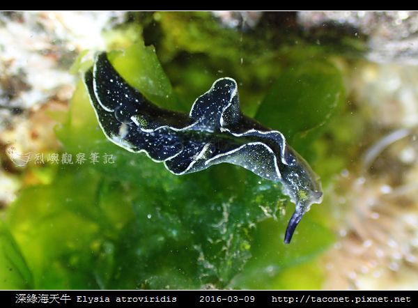 深綠海天牛 Elysia atroviridis_03.jpg