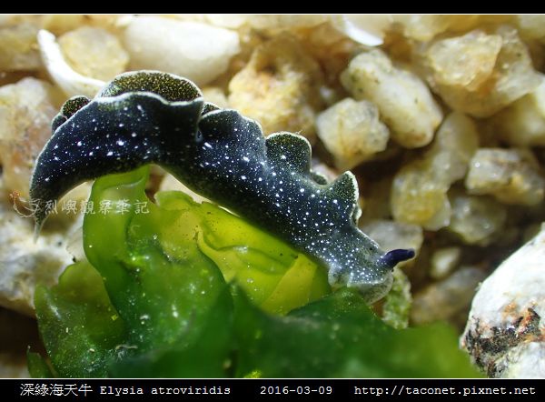 深綠海天牛 Elysia atroviridis_06.jpg