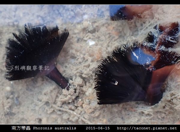 南方帚蟲 Phoronis australis_04.jpg 南方帚蟲 Phoronis australis_04.jpg