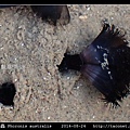 南方帚蟲 Phoronis australis_09.jpg