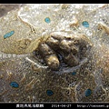 黃斑燕尾海麒麟_02.jpg