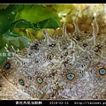 黃斑燕尾海麒麟_05.jpg