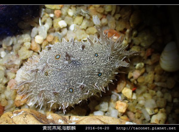 黃斑燕尾海麒麟_12.jpg 黃斑燕尾海麒麟_12.jpg