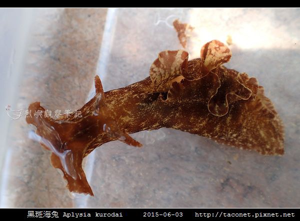 黑斑海兔 Aplysia kurodai _03.jpg 黑斑海兔 Aplysia kurodai _03.jpg