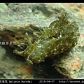 黑斑海兔 Aplysia kurodai _09.jpg