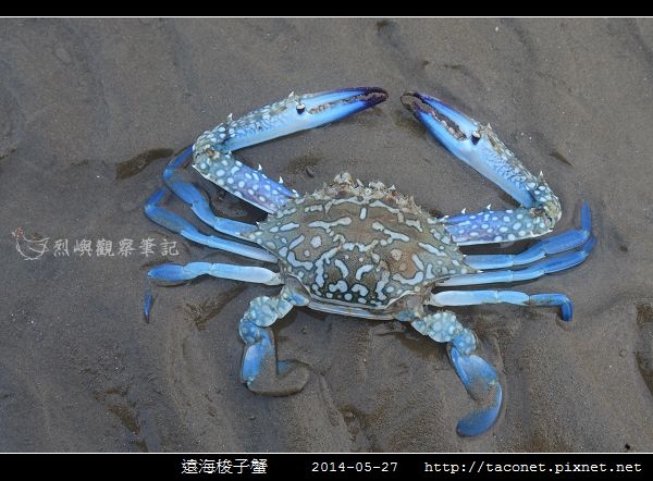 遠海梭子蟹_01.jpg 遠海梭子蟹_01.jpg