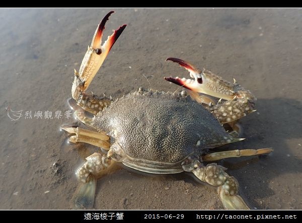遠海梭子蟹_11.jpg 遠海梭子蟹_11.jpg
