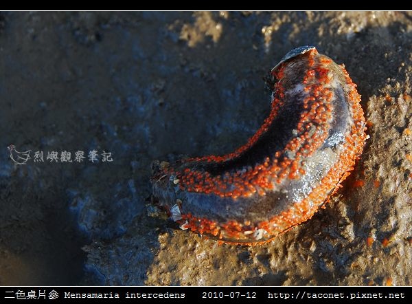 二色桌片參 Mensamaria intercedens_01.jpg 二色桌片參 Mensamaria intercedens_01.jpg