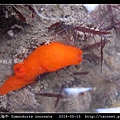 無飾祼海牛 Gymnodoris inornata_02.jpg