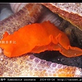 無飾祼海牛 Gymnodoris inornata_04.jpg