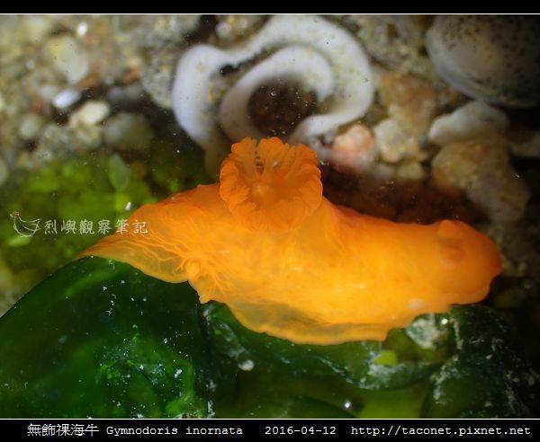 無飾祼海牛 Gymnodoris inornata_11.jpg 無飾祼海牛 Gymnodoris inornata_11.jpg