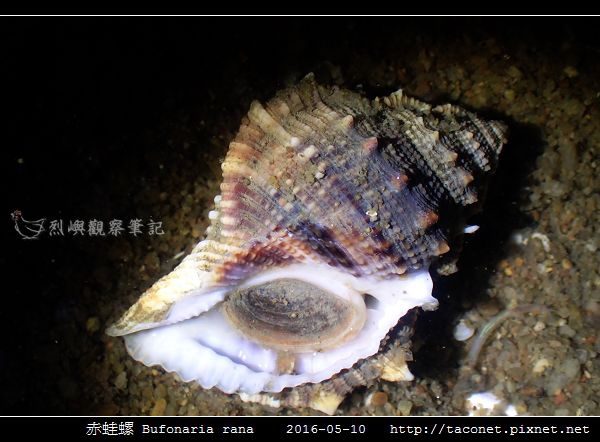 赤蛙螺 Bufonaria rana_03.jpg 赤蛙螺 Bufonaria rana_03.jpg