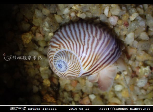 細紋玉螺 Natica lineata_07.jpg