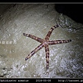 飾物蛇海星 Ophidiaster armatus_01.jpg