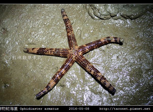 飾物蛇海星 Ophidiaster armatus_02.jpg 飾物蛇海星 Ophidiaster armatus_02.jpg