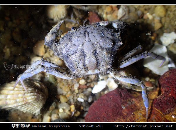 雙刺靜蟹 Galene bispinosa_04.jpg 雙刺靜蟹 Galene bispinosa_04.jpg