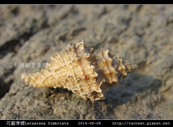 花籃骨螺Lataxiena fimbriata_04.jpg 花籃骨螺Lataxiena fimbriata_04.jpg