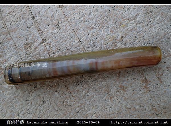 直線竹蟶 Laternula marilina_06.jpg 直線竹蟶 Laternula marilina_06.jpg