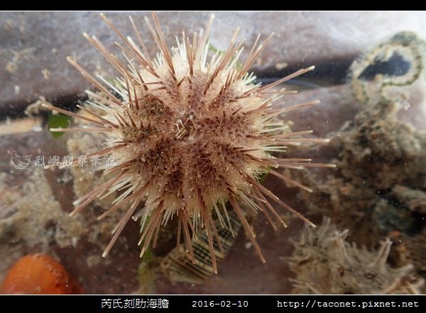 芮氏刻肋海膽 Temnopleurus reevesii_02.jpg 芮氏刻肋海膽 Temnopleurus reevesii_02.jpg