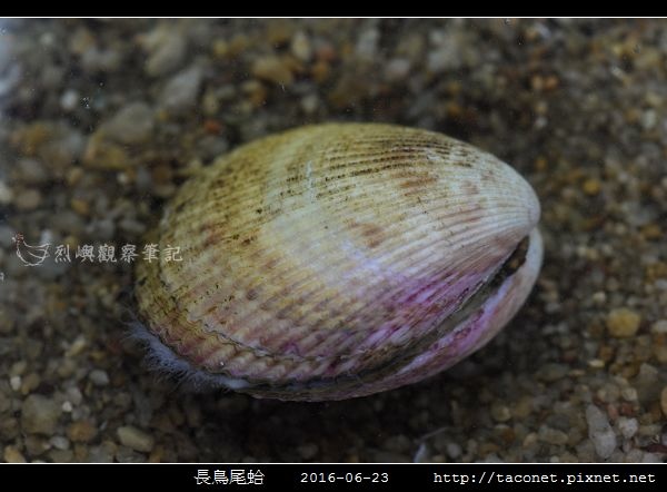 長鳥尾蛤 Vasticardium elongatum_02.jpg 長鳥尾蛤 Vasticardium elongatum_02.jpg