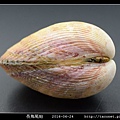 長鳥尾蛤 Vasticardium elongatum_07.jpg