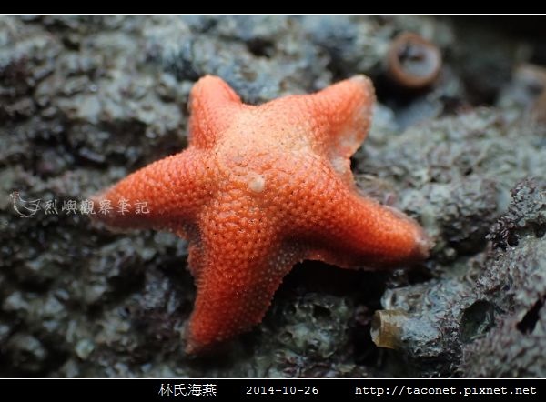 林氏海燕 Asterina limboonkengi_16.jpg 林氏海燕 Asterina limboonkengi_16.jpg