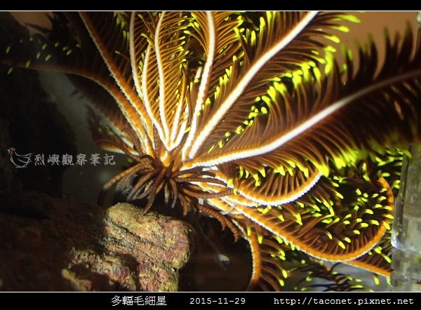 多輻毛細星 Capillaster multiradiatus__12.jpg 多輻毛細星 Capillaster multiradiatus__12.jpg