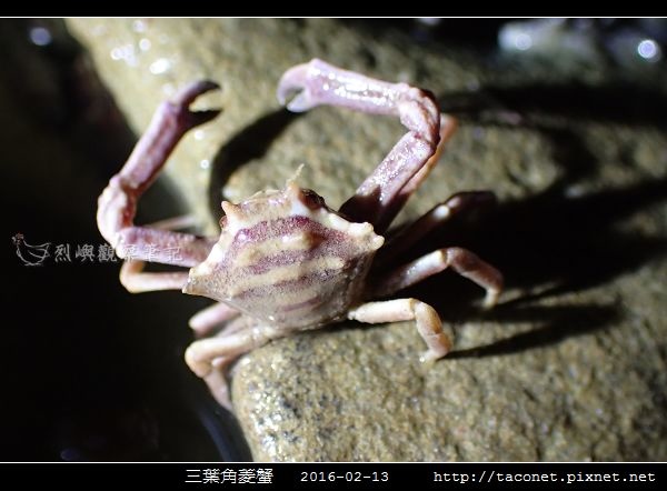 三葉角菱蟹 Ceratocarcinus trilobatu_06.jpg 三葉角菱蟹 Ceratocarcinus trilobatu_06.jpg