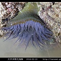 太平洋側花海葵 Anthopleura pacifica_01.jpg