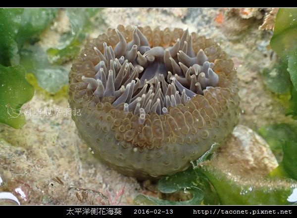 太平洋側花海葵 Anthopleura pacifica_02.jpg