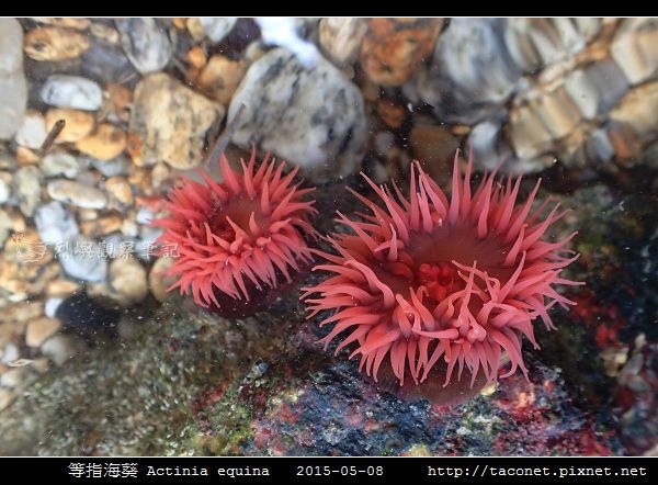 等指海葵 Actinia equina_02.jpg