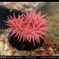 等指海葵 Actinia equina_09.jpg