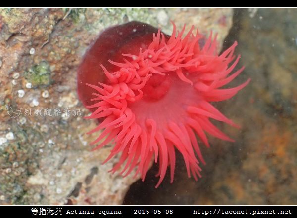 等指海葵 Actinia equina_08.jpg