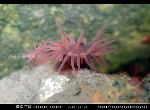 等指海葵 Actinia equina_12.jpg