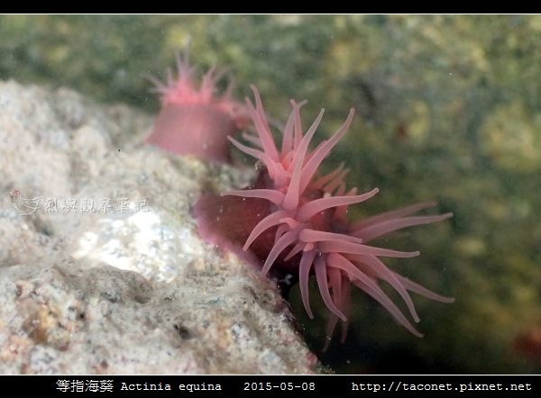 等指海葵 Actinia equina_16.jpg