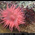 等指海葵 Actinia equina_17.jpg