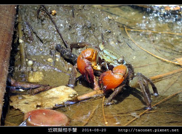 近親擬相手蟹_12.jpg 近親擬相手蟹_12.jpg