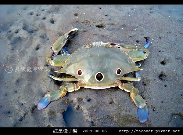 紅星梭子蟹_02.jpg 紅星梭子蟹_02.jpg