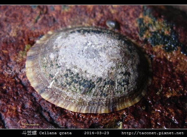 斗笠螺 Cellana grata_02.jpg 斗笠螺 Cellana grata_02.jpg