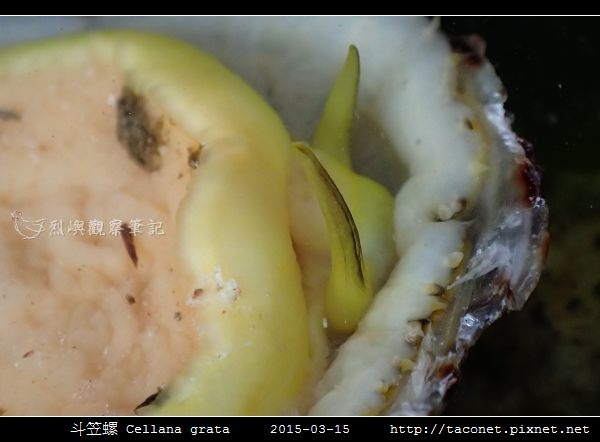 斗笠螺 Cellana grata_07.jpg