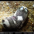 狹長片鰓海蛞蝓 Armina semperi _06.jpg